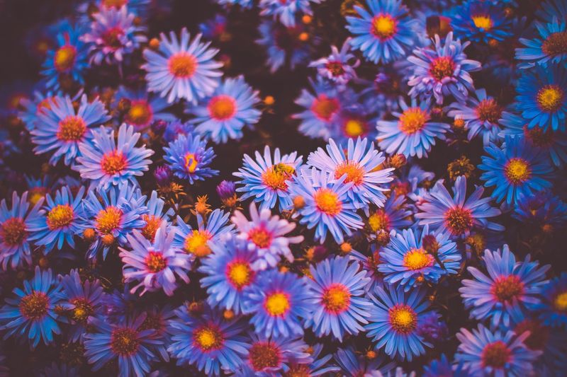 Full frame shot of daisies