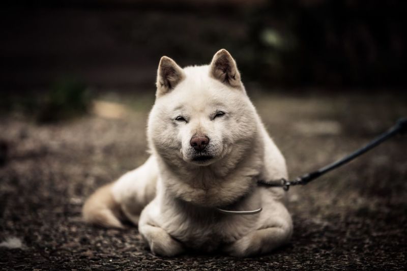 Portrait of hokkaido dog sitting on field