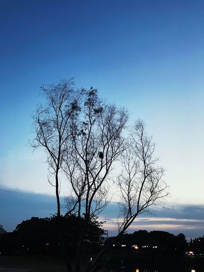 Silhouette bare tree against blue sky