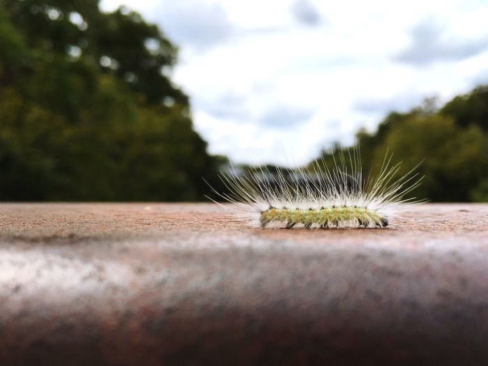 Surface level view of spiked caterpillar on retaining wall