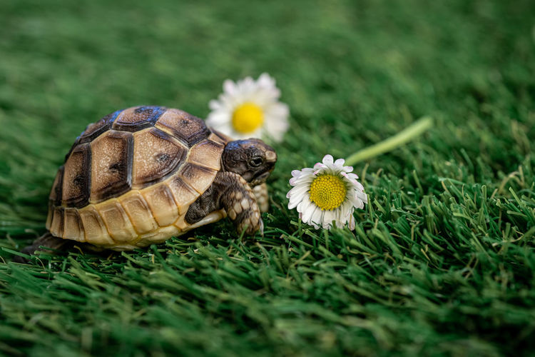 Close-up of an isolated young hermann turtle on a synthetic grass with daisies flowers 