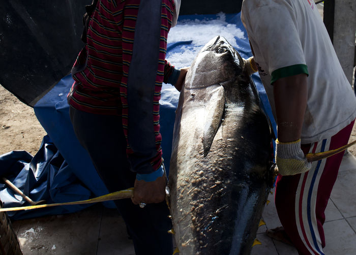 Midsection of fishermen carrying large tuna fish at market