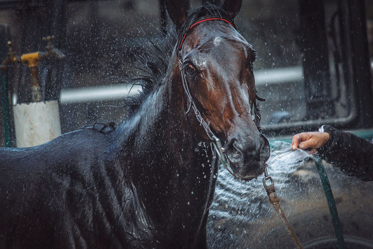Horse splashing water outdoors