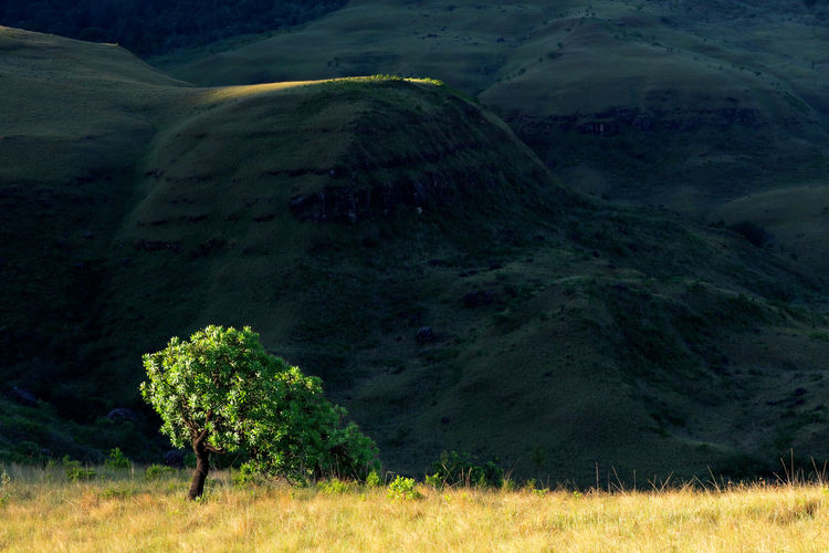 Scenic drakensberg landscape with a tree in grassland in late afternoon light, south africa