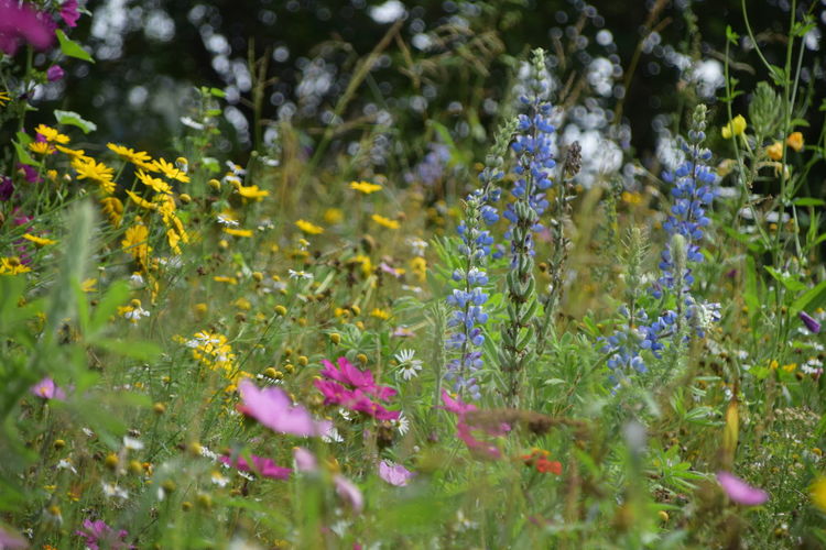 Close-up of purple flowering plants on field