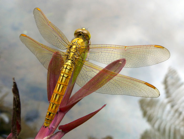 Close-up of golden dragonfly on plant