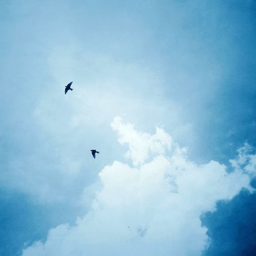 Low angle view of airplane flying in sky