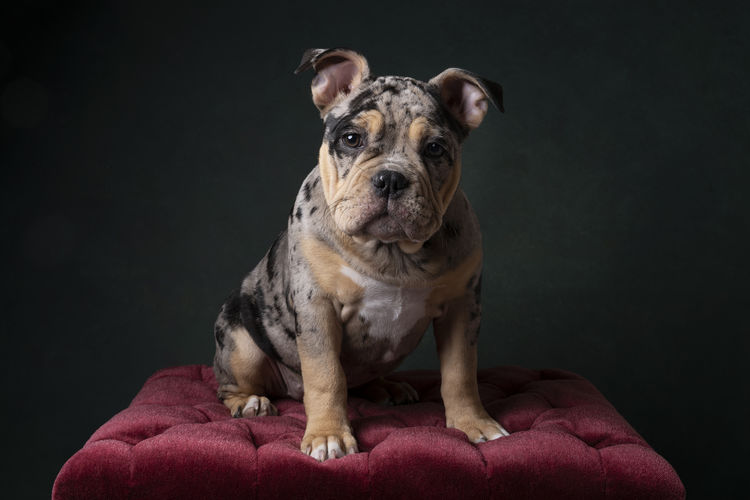 A portrait of a cute old english bulldog puppy on a bordeaux red poof with a green background