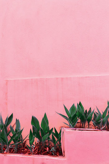 Green on pink wall background. plants on pink concept. fashion tropical plant