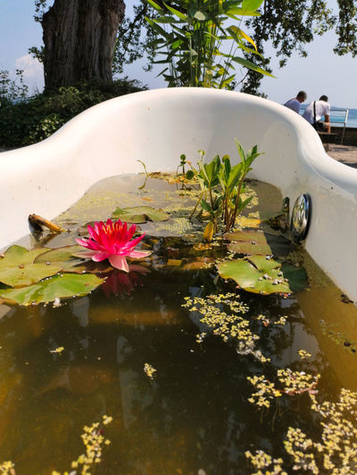 Water lily in the bathtub 