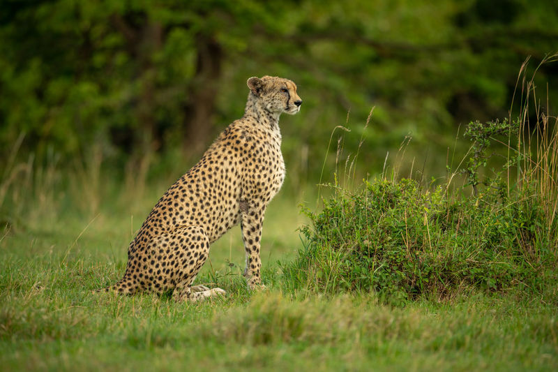 Cheetah sits in grassy clearing near trees