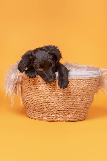 Dogs in basket