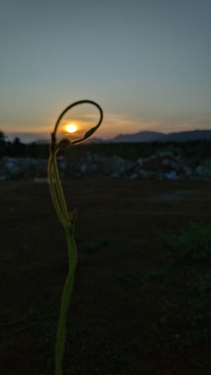 Close-up of silhouette plant at beach against sky during sunset
