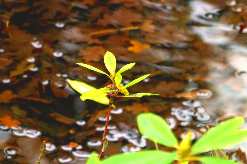 Close-up of leaves in pond
