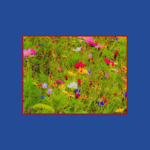 Digital composite image of flowers against blue sky