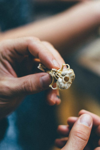 Cropped hand holding bone