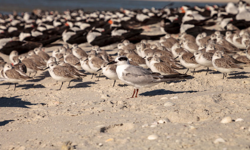 Close-up of birds on beach