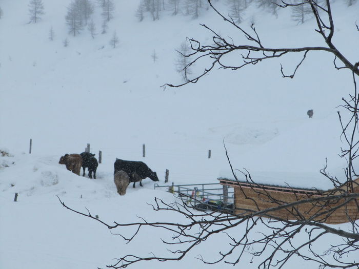 Snow covered landscape