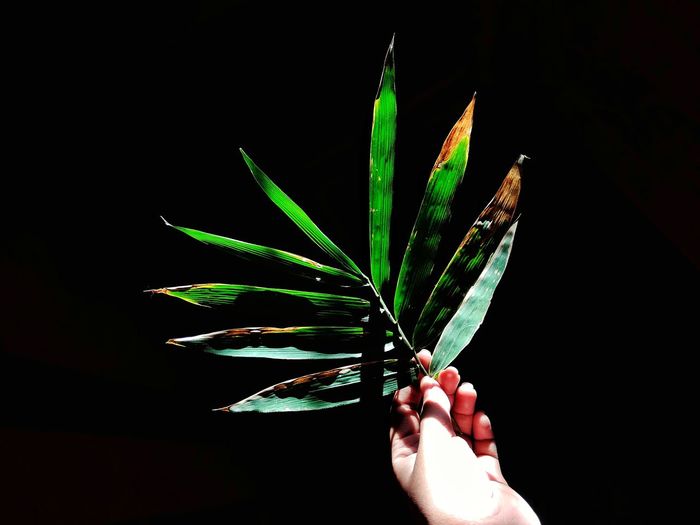 Cropped hand holding plant against black background