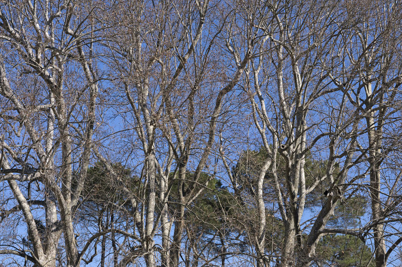 Low angle view of bare trees against sky during winter