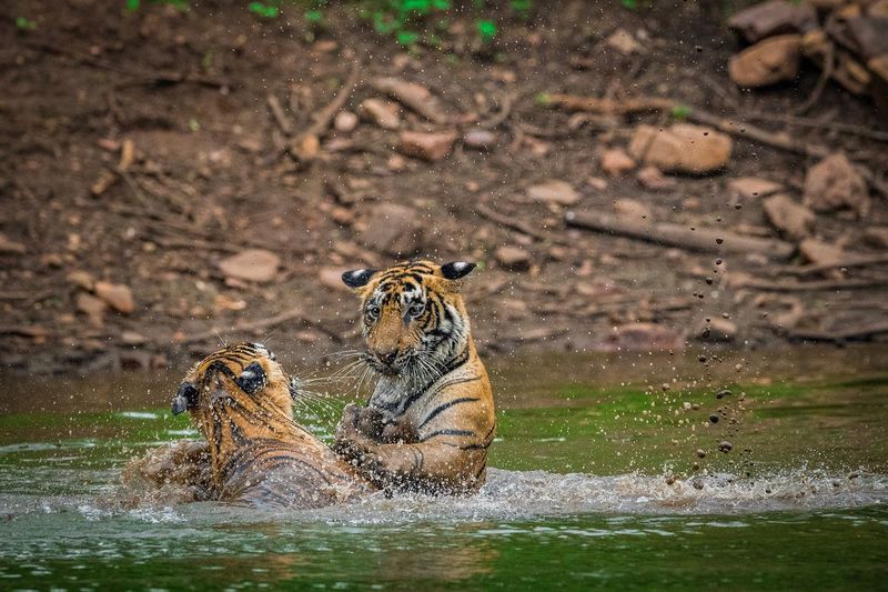 Tigers swimming in lake