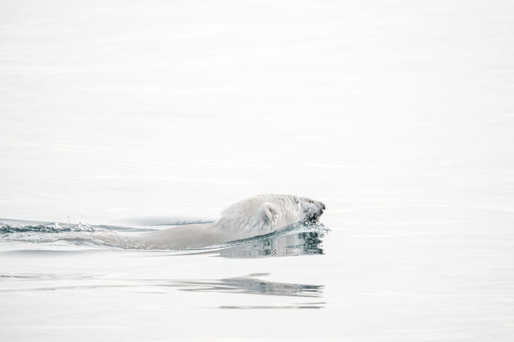High angle view of polar bear swimming in sea