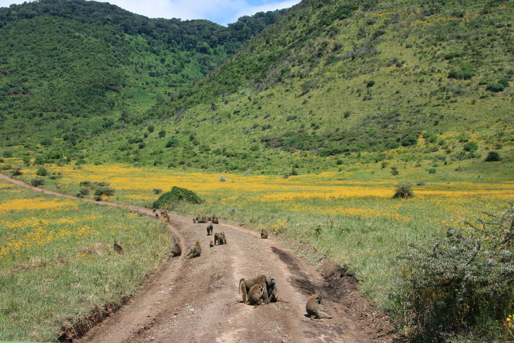 Troop of olive baboons papio anubis sitting in middle of dirt road in ngorongoro crater, tanzania.