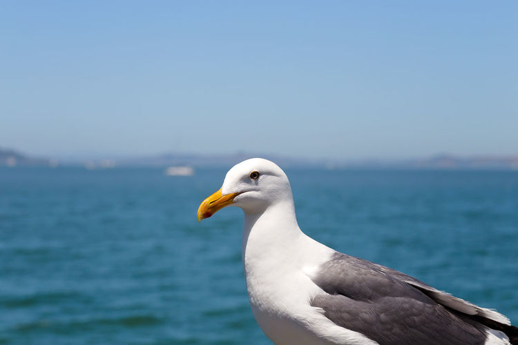 Close-up of seagull against sky