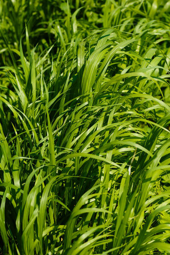 Full frame shot of fresh green plants on field