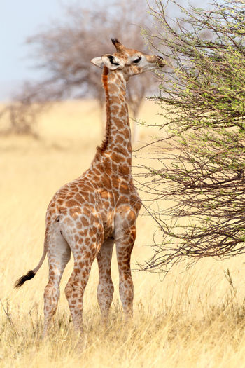 Giraffe standing on grassy field in forest
