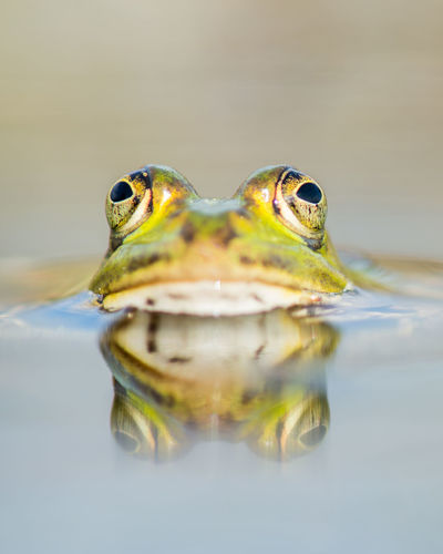 Green frog lying in water seen from the front with its reflection in the water