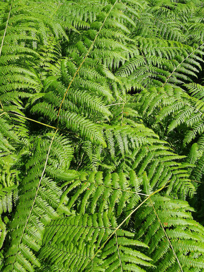 High angle view of fern leaves on sunny day