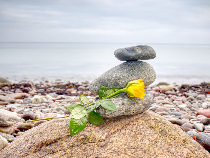 Yellow rose on stack of stones on beach. pebbles stack in peaceful evening with smooth ocean
