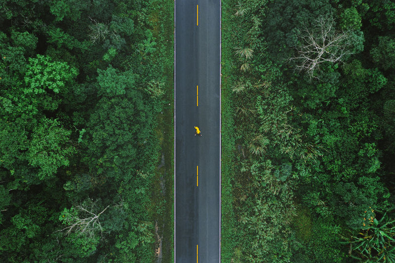 Directly above shot of road amidst trees in forest