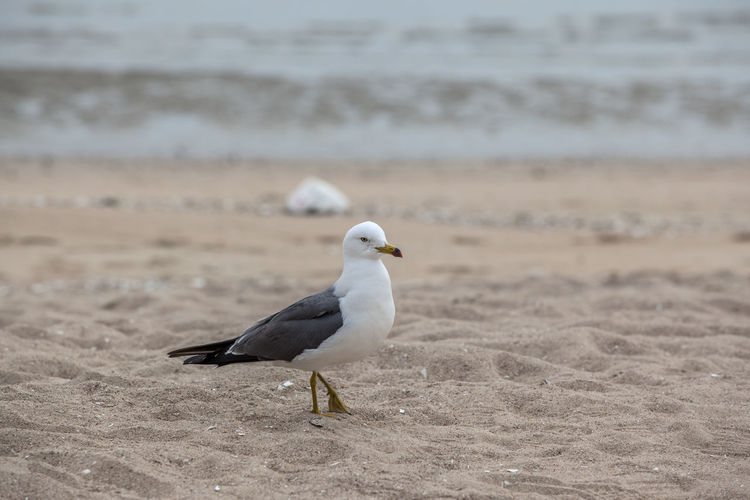 High angle view of seagull on sand at beach