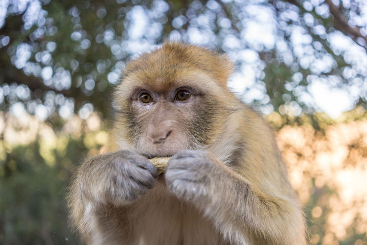 Macau monkey, magot, macaca sylvanus in ouzoud