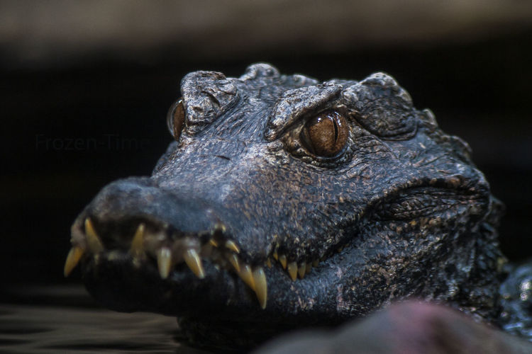 Close-up of alligator looking away swimming at pond