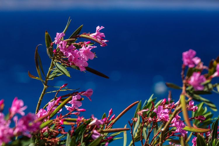 Close-up of pink flowers blooming against sea