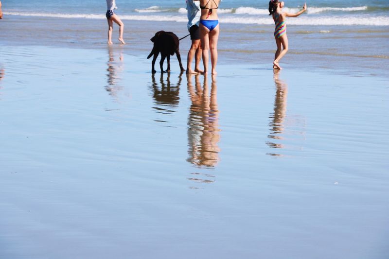 People with dog walking on beach