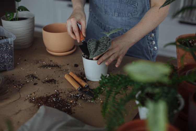Midsection of gardener holding plants at home