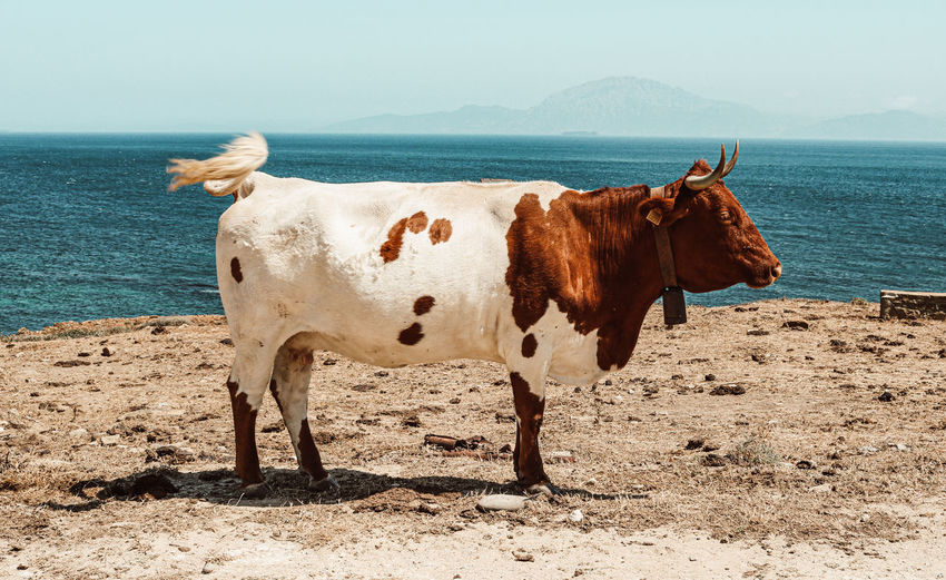 Cow standing in the sea shore