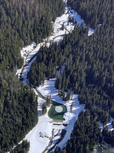 High angle view of pine trees in forest during winter in whistler 