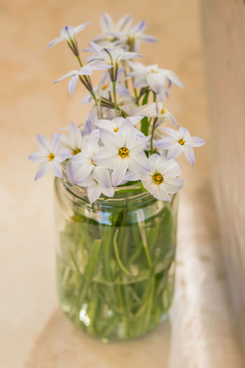 Close-up of white flowers on glass table