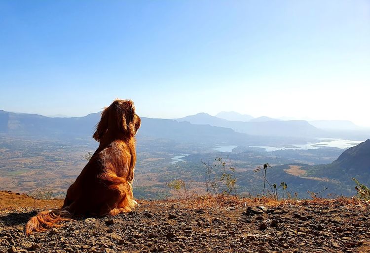 Dog sitting on mountain against sky