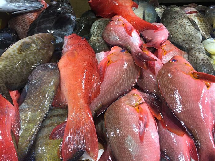 High angle view of fish for sale in market