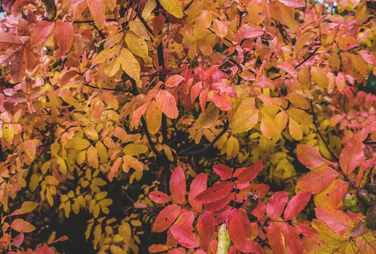 Close-up of maple leaves on plant