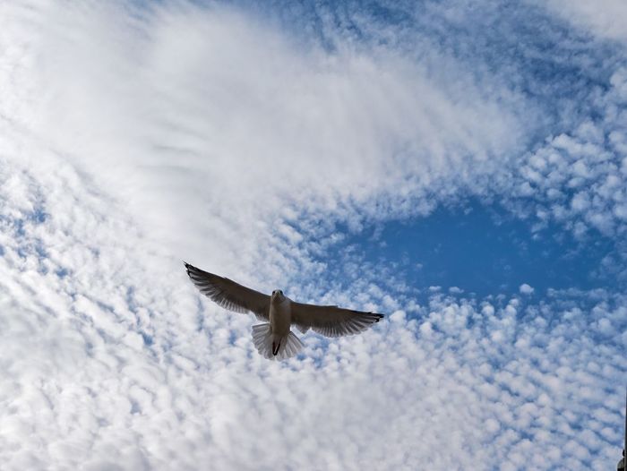 Low angle view of seagull flying against cloudy sky