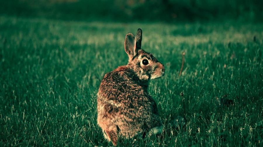Close-up of rabbit sitting on field