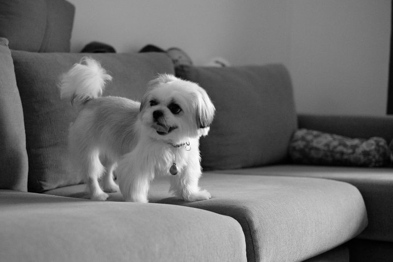 Shih tzu dog standing on sofa at home