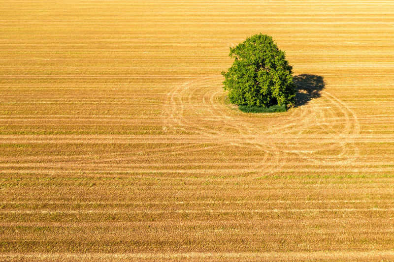 Aerial landscape with a lonely tree mowed cereal in the field of sunny afternoon
